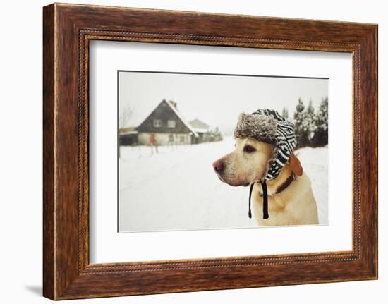 Labrador Retriever with Cap on His Head in Winter-Jaromir Chalabala-Framed Photographic Print