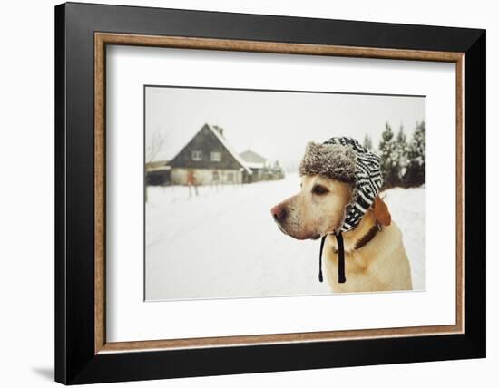 Labrador Retriever with Cap on His Head in Winter-Jaromir Chalabala-Framed Photographic Print