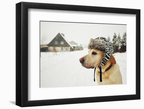 Labrador Retriever with Cap on His Head in Winter-Jaromir Chalabala-Framed Photographic Print