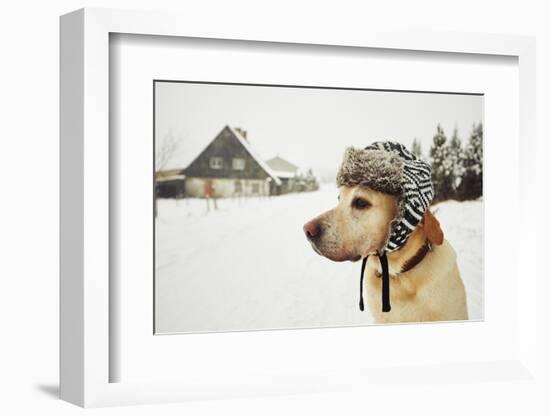 Labrador Retriever with Cap on His Head in Winter-Jaromir Chalabala-Framed Photographic Print