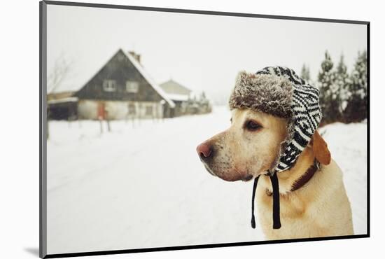 Labrador Retriever with Cap on His Head in Winter-Jaromir Chalabala-Mounted Photographic Print