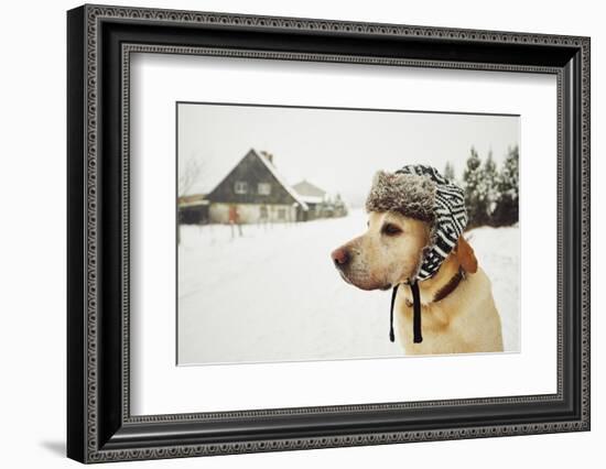 Labrador Retriever with Cap on His Head in Winter-Jaromir Chalabala-Framed Photographic Print