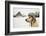 Labrador Retriever with Cap on His Head in Winter-Jaromir Chalabala-Framed Photographic Print