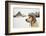 Labrador Retriever with Cap on His Head in Winter-Jaromir Chalabala-Framed Photographic Print