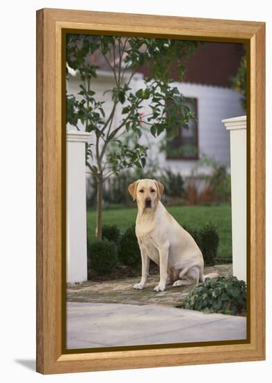 Labrador Retriever-DLILLC-Framed Premier Image Canvas