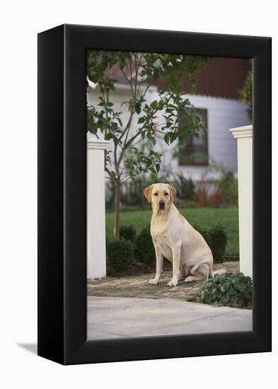 Labrador Retriever-DLILLC-Framed Premier Image Canvas