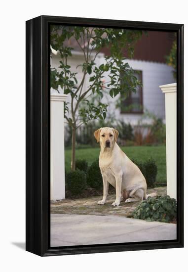 Labrador Retriever-DLILLC-Framed Premier Image Canvas