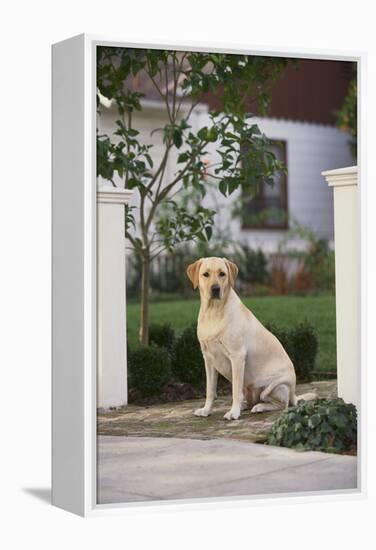 Labrador Retriever-DLILLC-Framed Premier Image Canvas