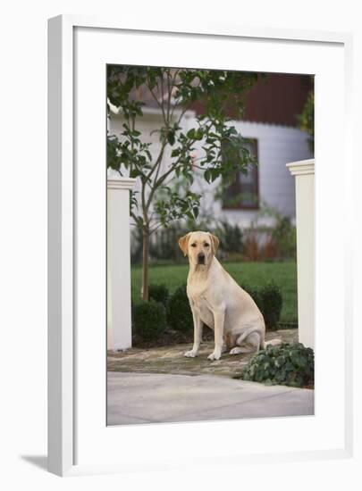 Labrador Retriever-DLILLC-Framed Photographic Print