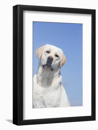 Labrador Retriever-null-Framed Photographic Print