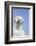 Labrador Retriever-null-Framed Photographic Print