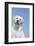 Labrador Retriever-null-Framed Photographic Print