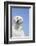 Labrador Retriever-null-Framed Photographic Print