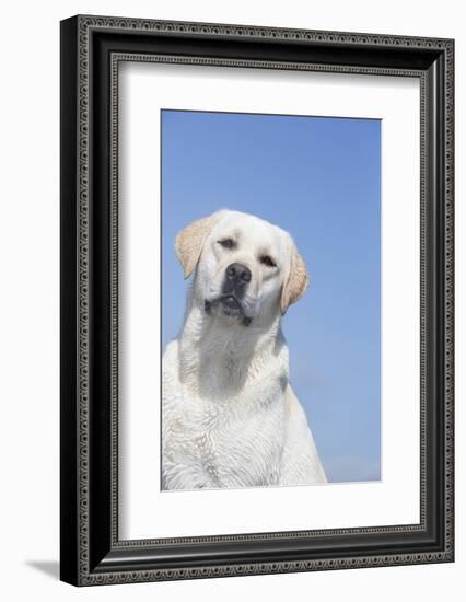 Labrador Retriever-null-Framed Photographic Print