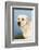 Labrador Retriever-null-Framed Photographic Print