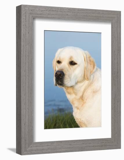 Labrador Retriever-null-Framed Photographic Print