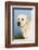 Labrador Retriever-null-Framed Photographic Print