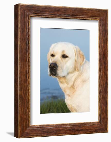 Labrador Retriever-null-Framed Photographic Print