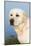 Labrador Retriever-null-Mounted Photographic Print