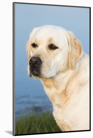 Labrador Retriever-null-Mounted Photographic Print