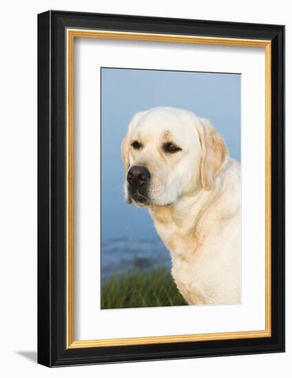 Labrador Retriever-null-Framed Photographic Print