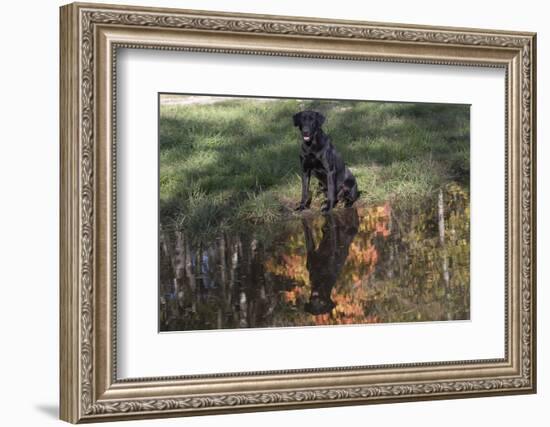 Labrador Retriever-null-Framed Photographic Print