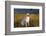 Labrador Retriever-null-Framed Photographic Print