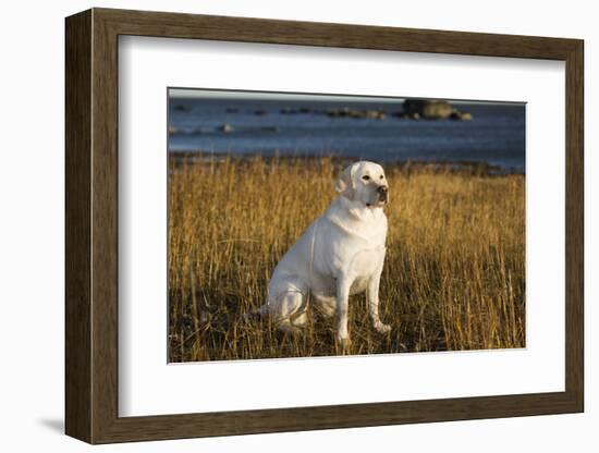 Labrador Retriever-null-Framed Photographic Print