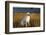 Labrador Retriever-null-Framed Photographic Print