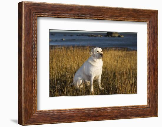 Labrador Retriever-null-Framed Photographic Print