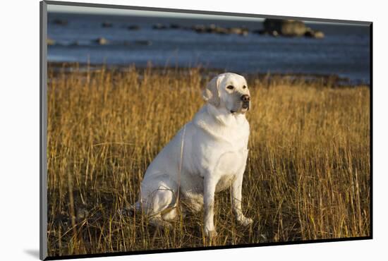 Labrador Retriever-null-Mounted Photographic Print