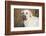 Labrador Retriever-null-Framed Photographic Print