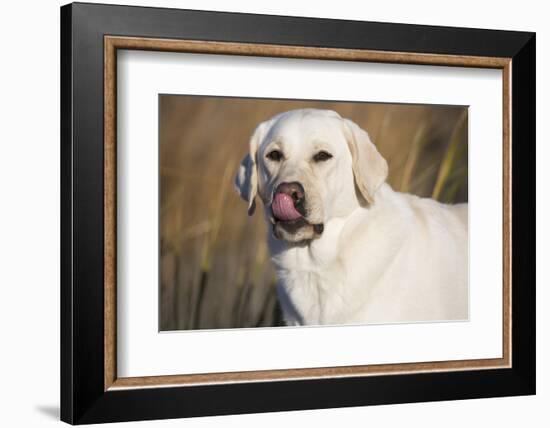Labrador Retriever-null-Framed Photographic Print