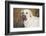 Labrador Retriever-null-Framed Photographic Print