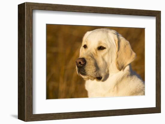 Labrador Retriever-null-Framed Photographic Print