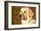 Labrador Retriever-null-Framed Photographic Print