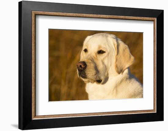 Labrador Retriever-null-Framed Photographic Print