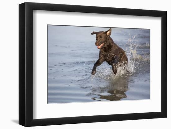 Labrador Retriever-null-Framed Photographic Print