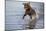 Labrador Retriever-null-Mounted Photographic Print