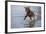 Labrador Retriever-null-Framed Photographic Print