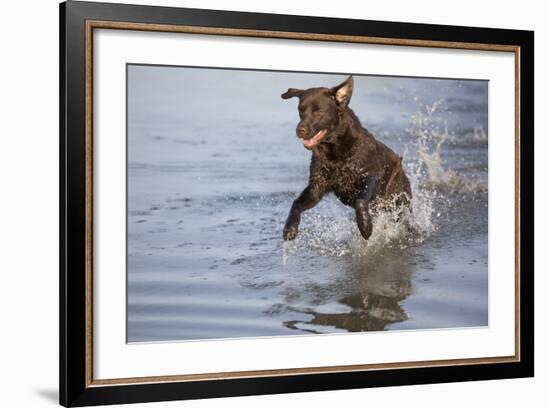 Labrador Retriever-null-Framed Photographic Print