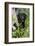 Labrador Retriever-Lynn M^ Stone-Framed Photographic Print