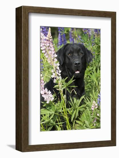 Labrador Retriever-Lynn M^ Stone-Framed Photographic Print