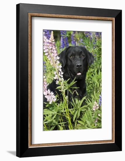 Labrador Retriever-Lynn M^ Stone-Framed Photographic Print