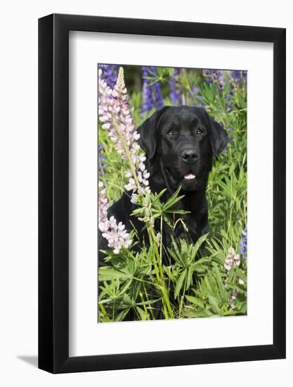 Labrador Retriever-Lynn M^ Stone-Framed Photographic Print