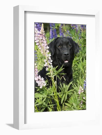 Labrador Retriever-Lynn M^ Stone-Framed Photographic Print