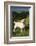 Labrador Retriever-Lynn M^ Stone-Framed Photographic Print