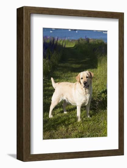 Labrador Retriever-Lynn M^ Stone-Framed Photographic Print