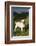 Labrador Retriever-Lynn M^ Stone-Framed Photographic Print