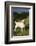 Labrador Retriever-Lynn M^ Stone-Framed Photographic Print